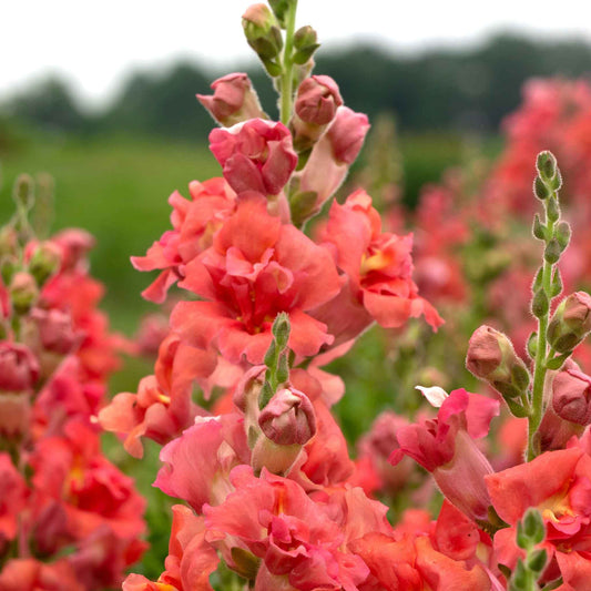 Snapdragon, Chantilly/Butterfly (Coral)