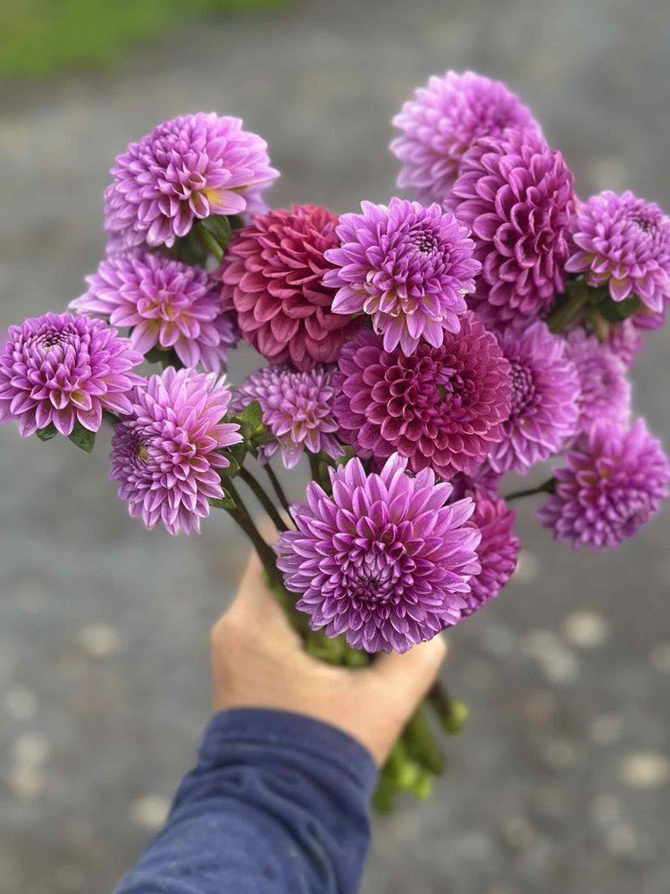 Hand holding a bouquet of purple dahlias against a blurred background