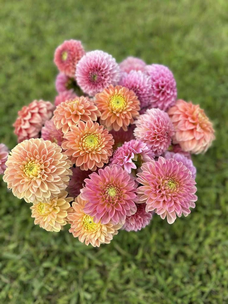 Bouquet of pink and peach dahlias on a grassy background