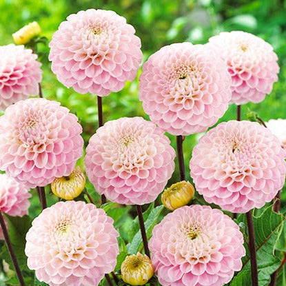 Dahlia (Blush Shades, Medium)