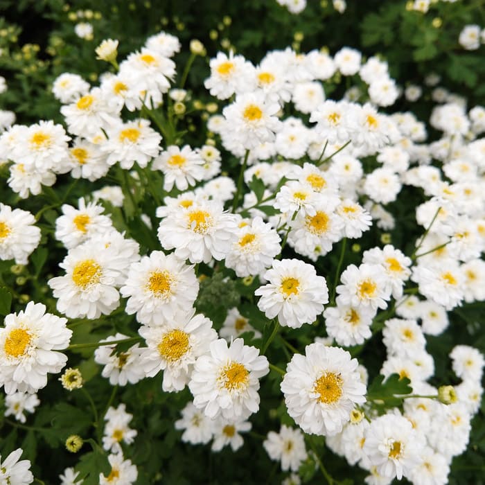Feverfew (Tetra White Wonder)