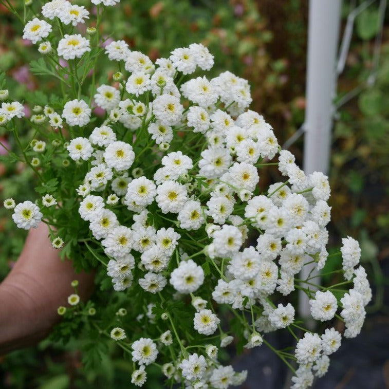 Feverfew (Tetra White Wonder)
