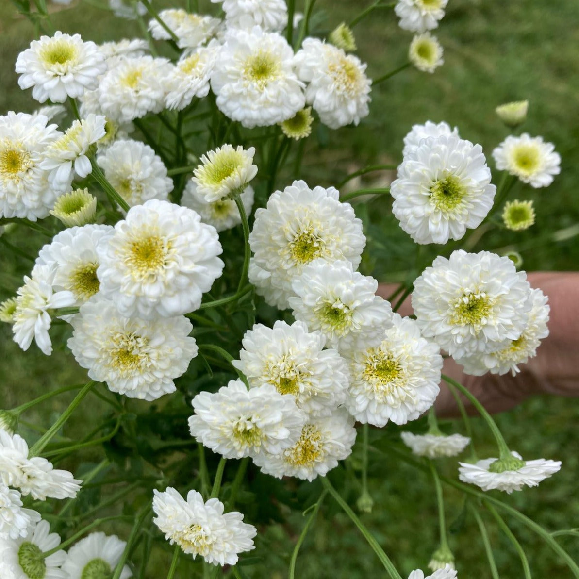 Feverfew (Tetra White Wonder)