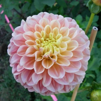 Dahlia (Blush Shades, Medium)