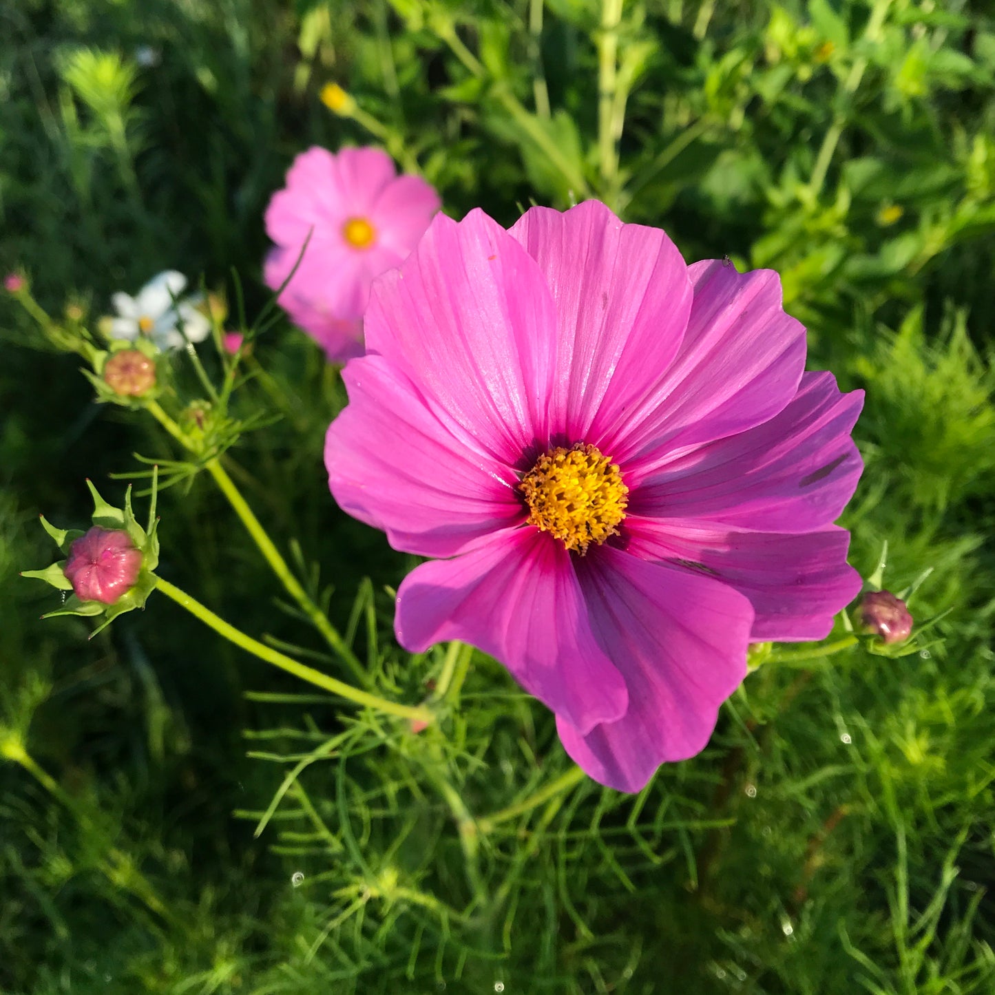 Cosmos (Hot Pink/Magenta/white mix)