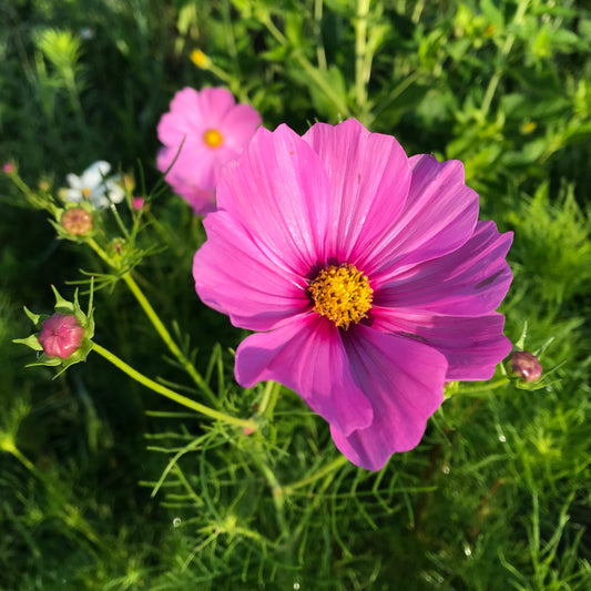 Cosmos (Hot Pink/Magenta/white mix)