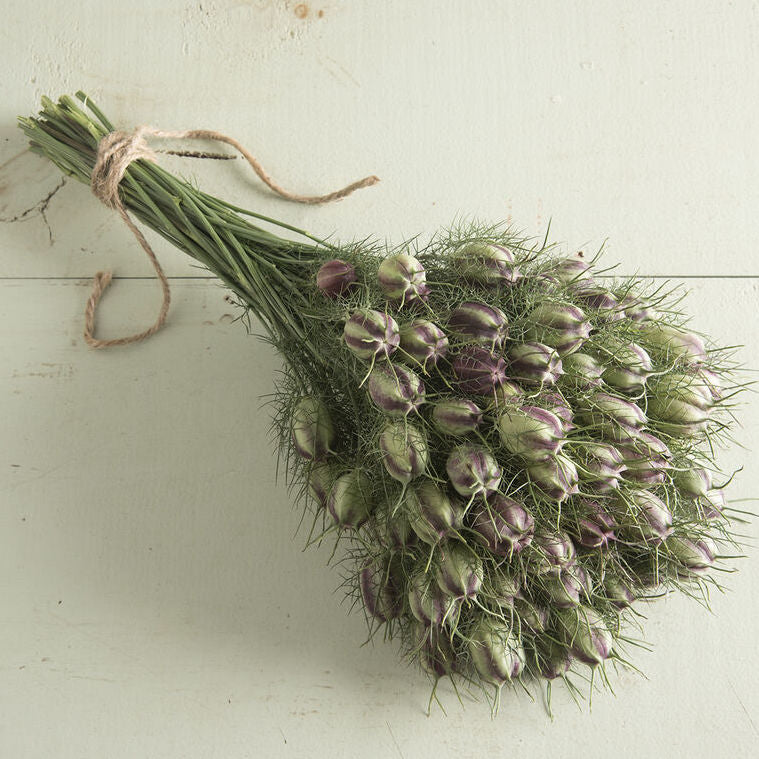 Nigella Pods (Striped)