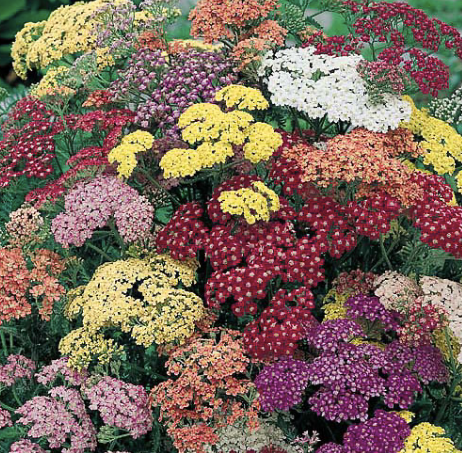 Yarrow (Summer Pastel Mix)