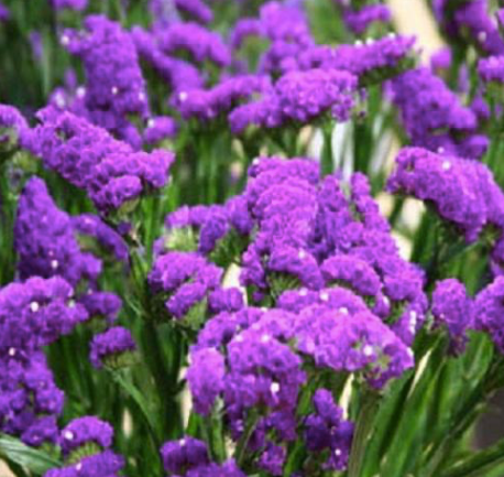 Statice (Purple)