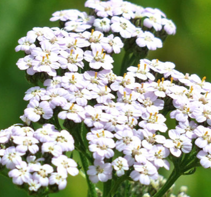 Yarrow (White)
