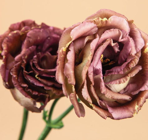 Lisianthus (Brown)