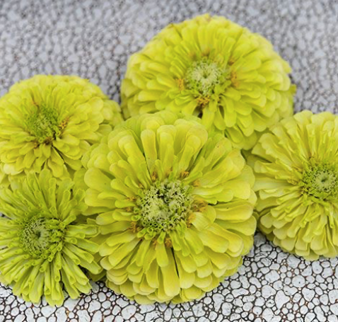 Zinnia, Queen Lime (Green)
