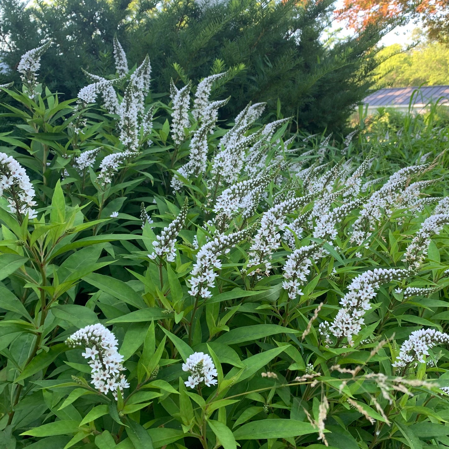 Gooseneck Loosestrife (White)
