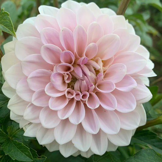 Dahlia (Blush Shades, Medium)